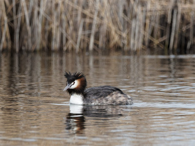 一种巨大的冠状体(cristatus Podiceps)
