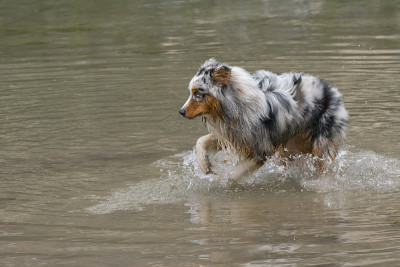 澳大利亚牧羊犬在布雷斯湖岸边奔跑