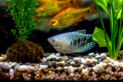 装饰鱼缸里的蓝色丝足鱼和舒伯蒂鱼钩