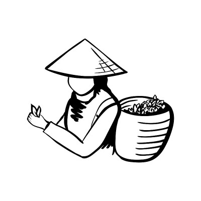女孩戴着传统的越南帽子喝着茶。收获茶叶图标，为标签或包装