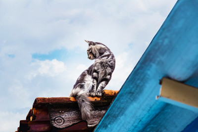 一只猫在屋顶上