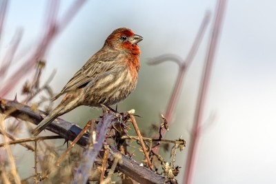 House Finch，不列颠哥伦比亚省，加拿大