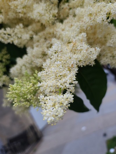 美丽的白色花
