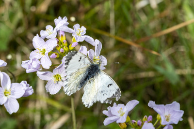 橙尖蝶(Anthocharis cardamines)