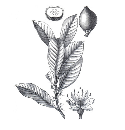 古塔percha (Isonandra gutta)复古手绘插图。