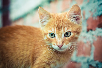 红色的小猫
