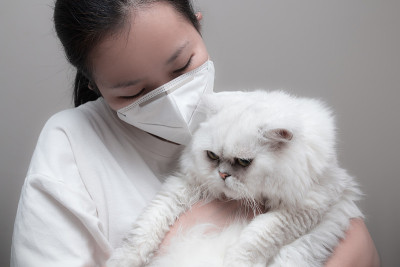 近距离肖像亚洲女孩拥抱波斯猫与N95呼吸面具。过敏保护的概念