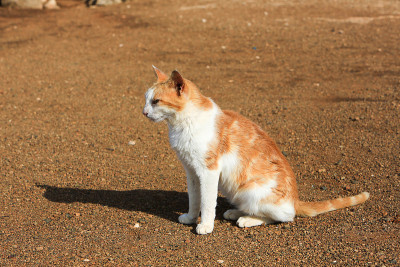 日落后的街道猫Curaçao，荷属安的列斯群岛