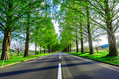 水杉树和道路
