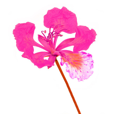粉红色的花