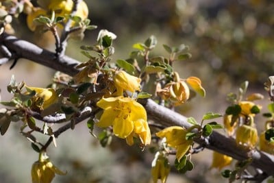 Fremontodendron california bloom - SAN bernardino 