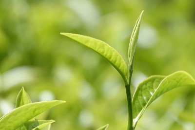 高原的绿茶嫩芽和嫩叶