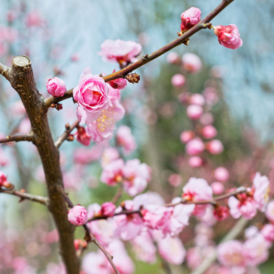 梅花