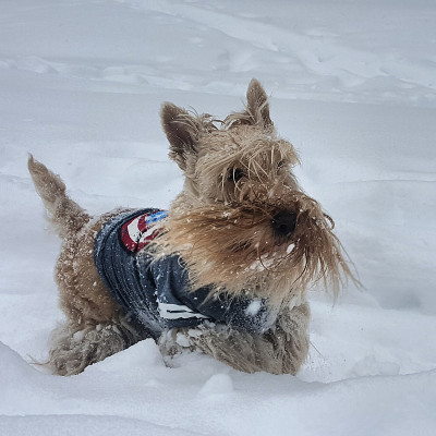 雪中的苏格兰狗