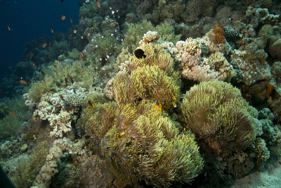 anemonecity