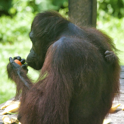 Borneo-Orang-Utan