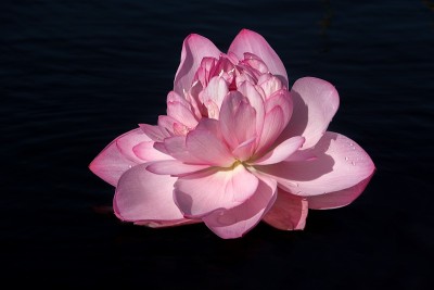 红莲花