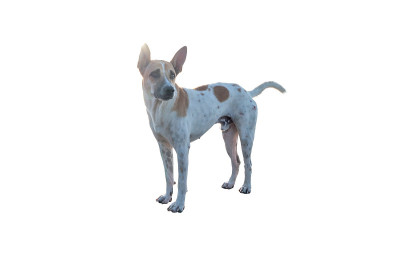 狗或幼犬孤立在白色背景与裁剪路径