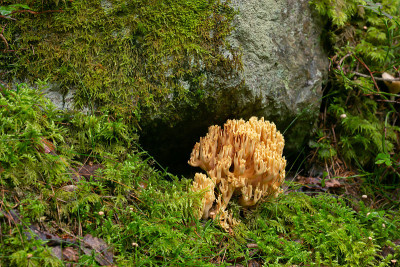 珊瑚蘑菇，Ramaria safraniolens