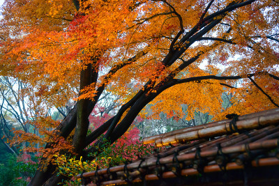 东京小宫园陆厂花园的秋叶
