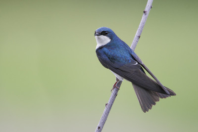 树燕(Tachycineta bicolor)，孟买钩NWR，特拉华州，美国