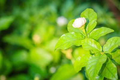 绿色花园背景中的一簇含苞待放的茉莉花。美丽的阿拉伯茉莉花(茉莉花sambac)芽花在树上。