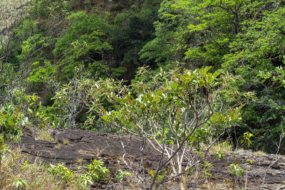 Veadeiros的Chapada dos Veadeiros