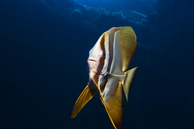 Platax teira - Longfin batfish solo