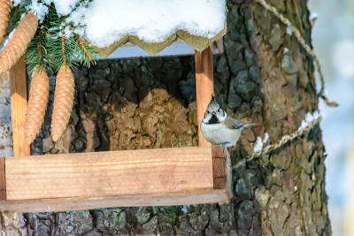 Forest birds live near the feeders in winter