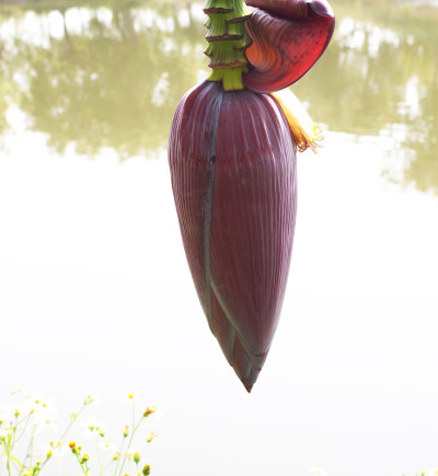 香蕉花