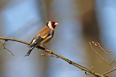 优雅的Chardonneret (Carduelis Carduelis)。