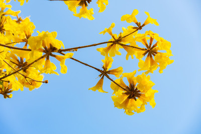 盛开的瓜亚坎或手花菊花或金钟树