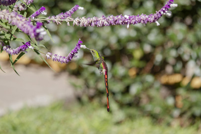 蜂鸟正在吃白花鼠尾草