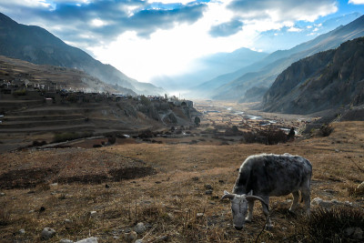 Tilicho基地营地-一头在喜马拉雅山边吃草的牛