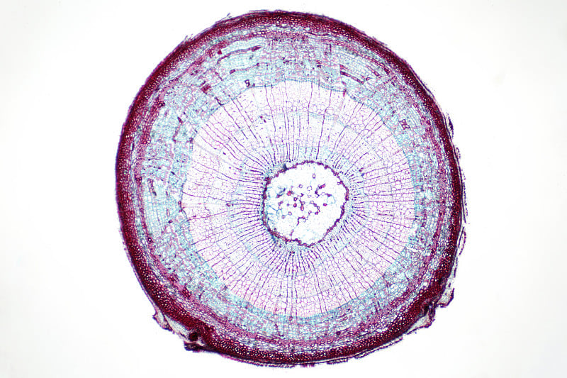 植物学教育用光学显微镜观察植物茎横截面。
