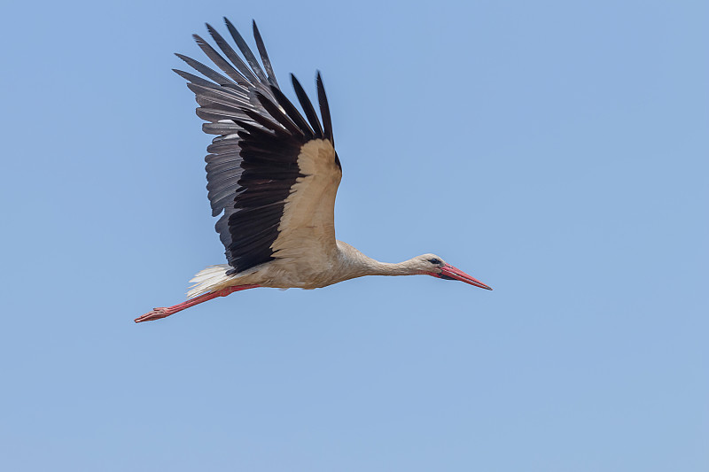 飞翔的鹳(Ciconia Ciconia)在天空的背景