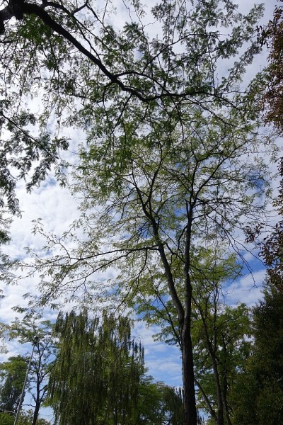 蜜豆街一个城市的夏季城市
