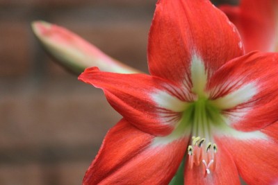 莉莉花