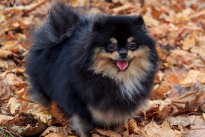 博美犬站在秋天的树叶中。