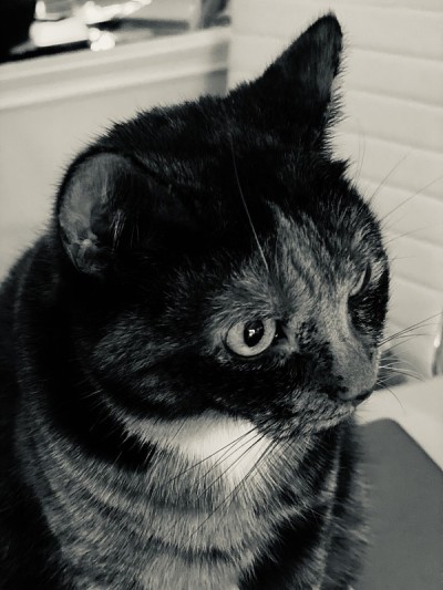 玳瑁猫黑白相间