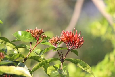 鲜花
