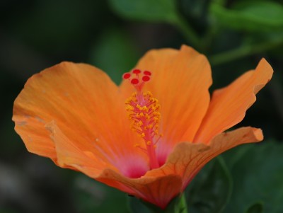 五颜六色的花檀香山夏威夷