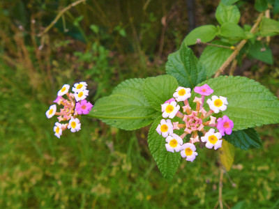 马樱丹属花