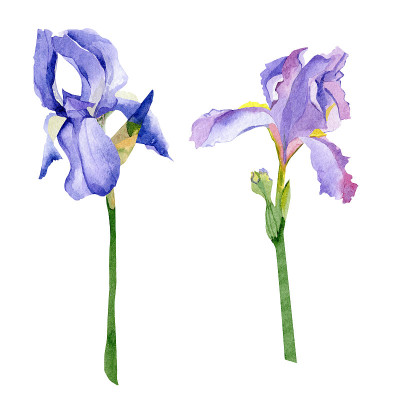 鸢尾花水彩插图。手绘非常接近花卉植物插图孤立在白色背景上。婚礼邀请插图，婴儿淋浴装饰，标志