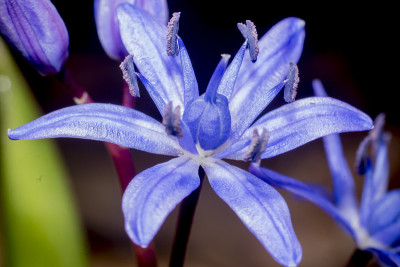 scilla