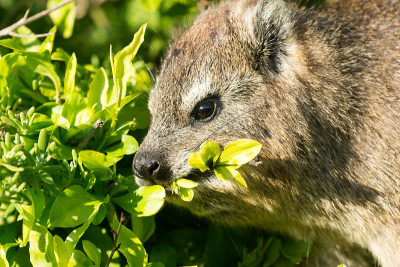 裙子dassie