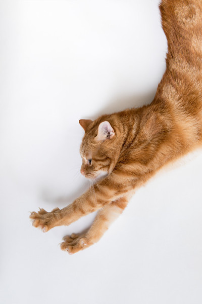 橙色虎斑猫伸展