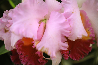cattleya orchid