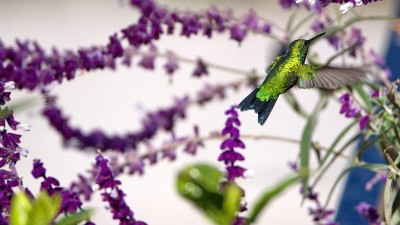 西方翡翠蜂鸟