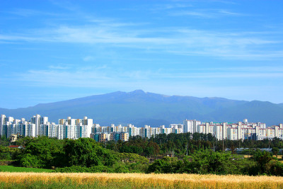 济州岛机场，机场，飞机，花，棕榈树，草，